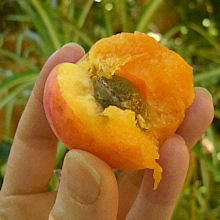 Foto van een opengebeten abrikoos waarvan de pit zichtbaar is. Onderschrift foto: 'Wat is dit? Een abrikoos, of toch een pruim? (Fotobron: flickr.com)'